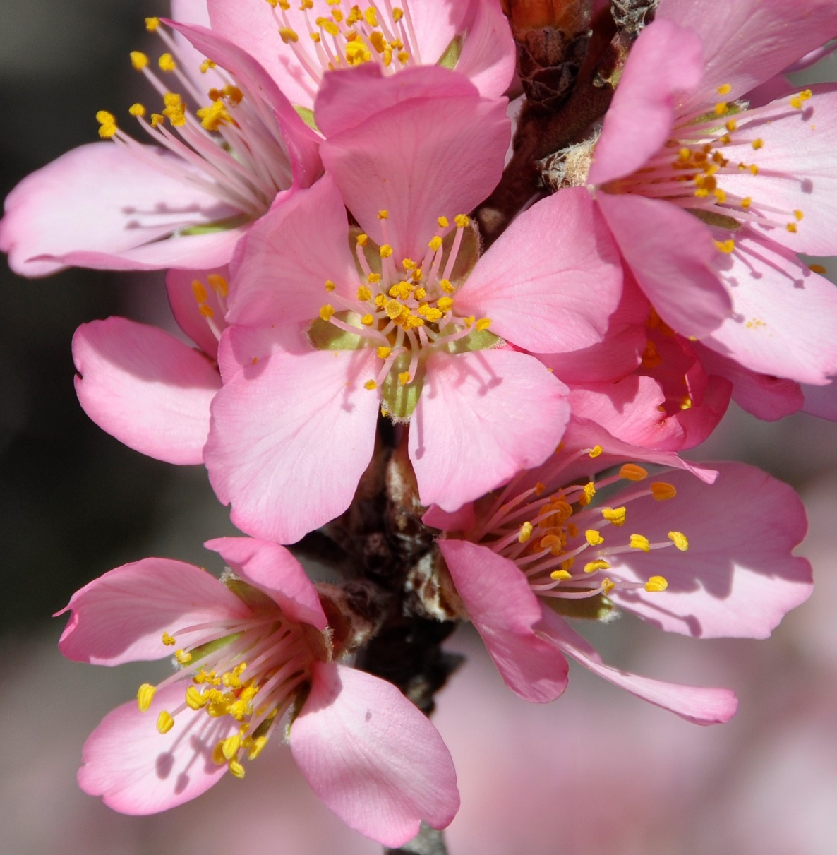 Изображение особи Amygdalus communis.