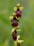 Ophrys insectifera. Цветки. Ленинградская обл., Ломоносовский р-н, окр. пос. Глядино, сырой луг на известняке. 23.06.2018.