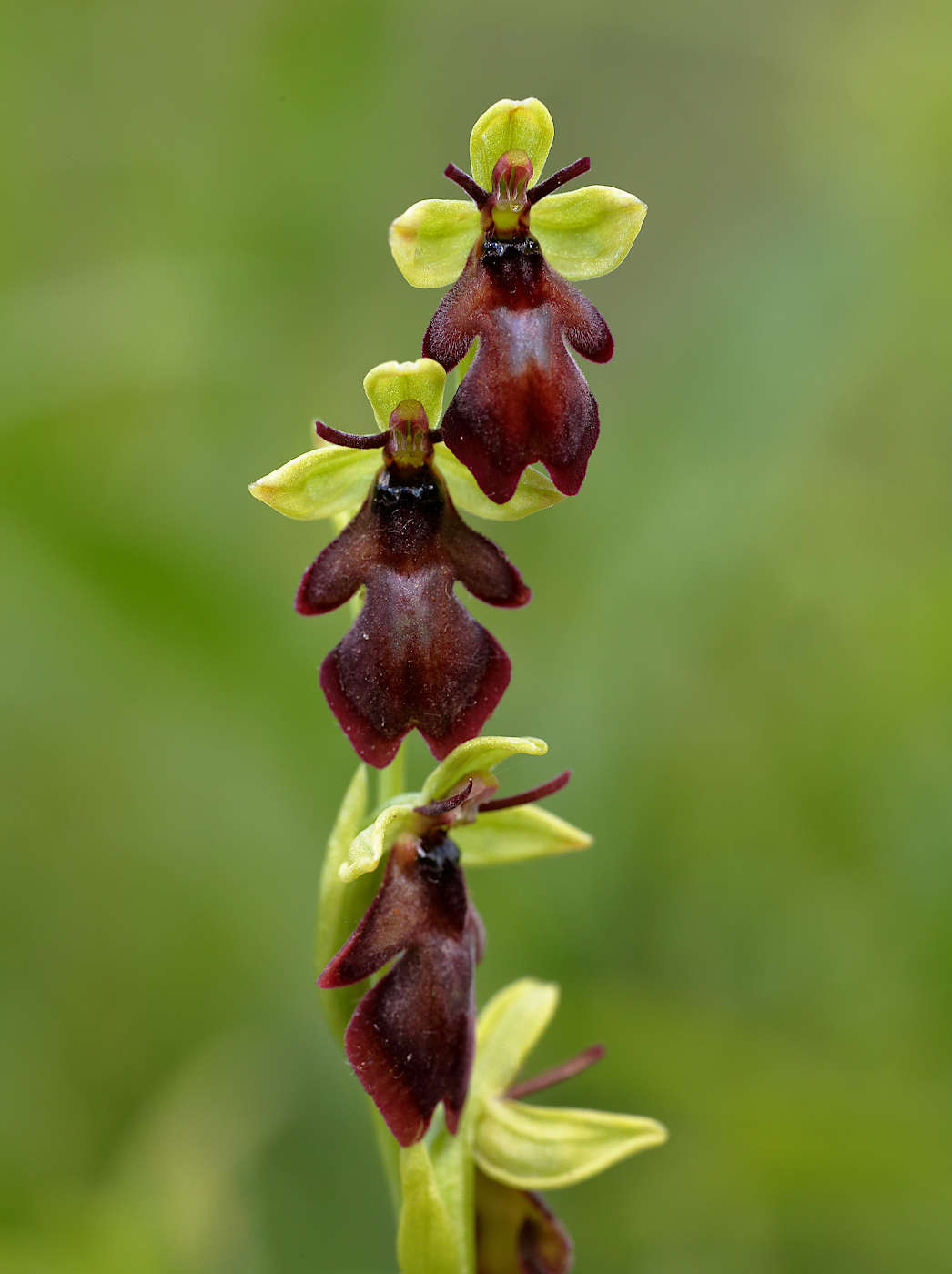 Изображение особи Ophrys insectifera.