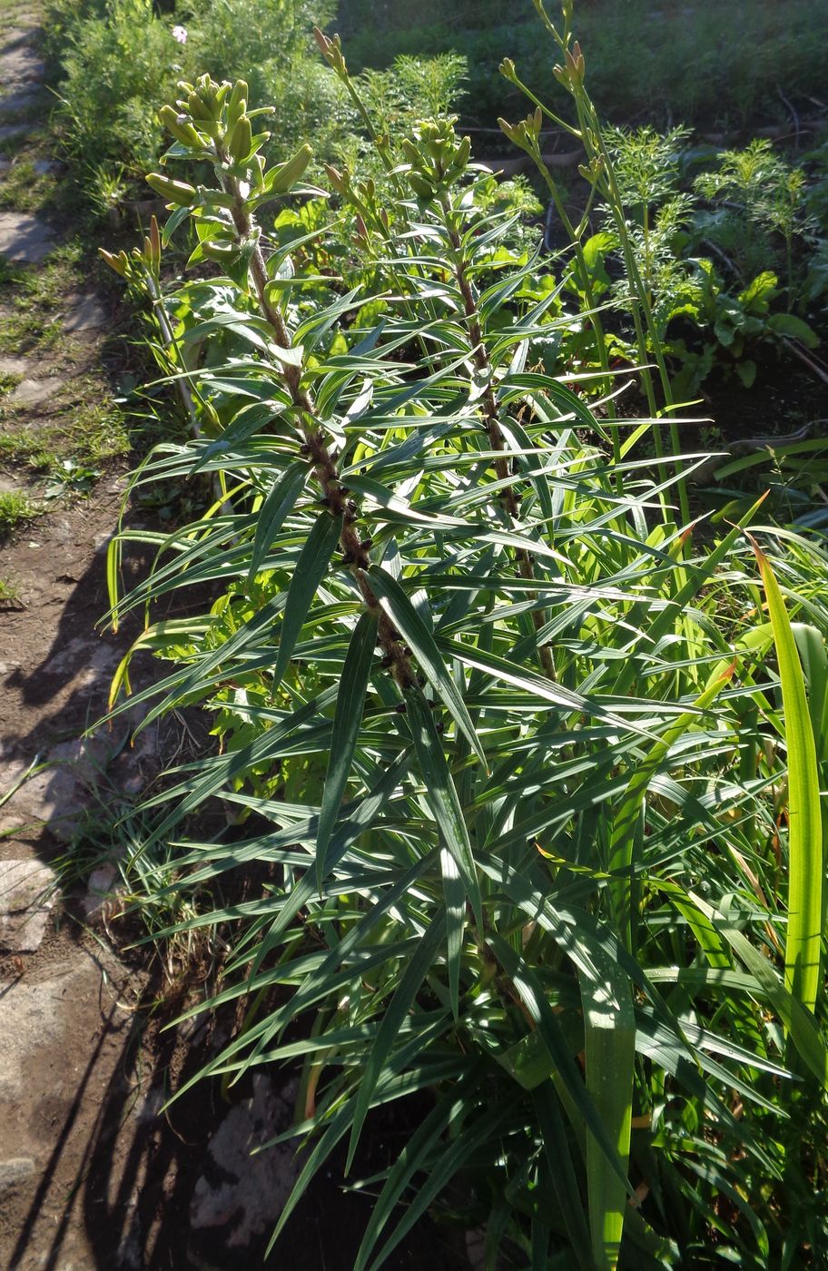 Изображение особи Lilium lancifolium.