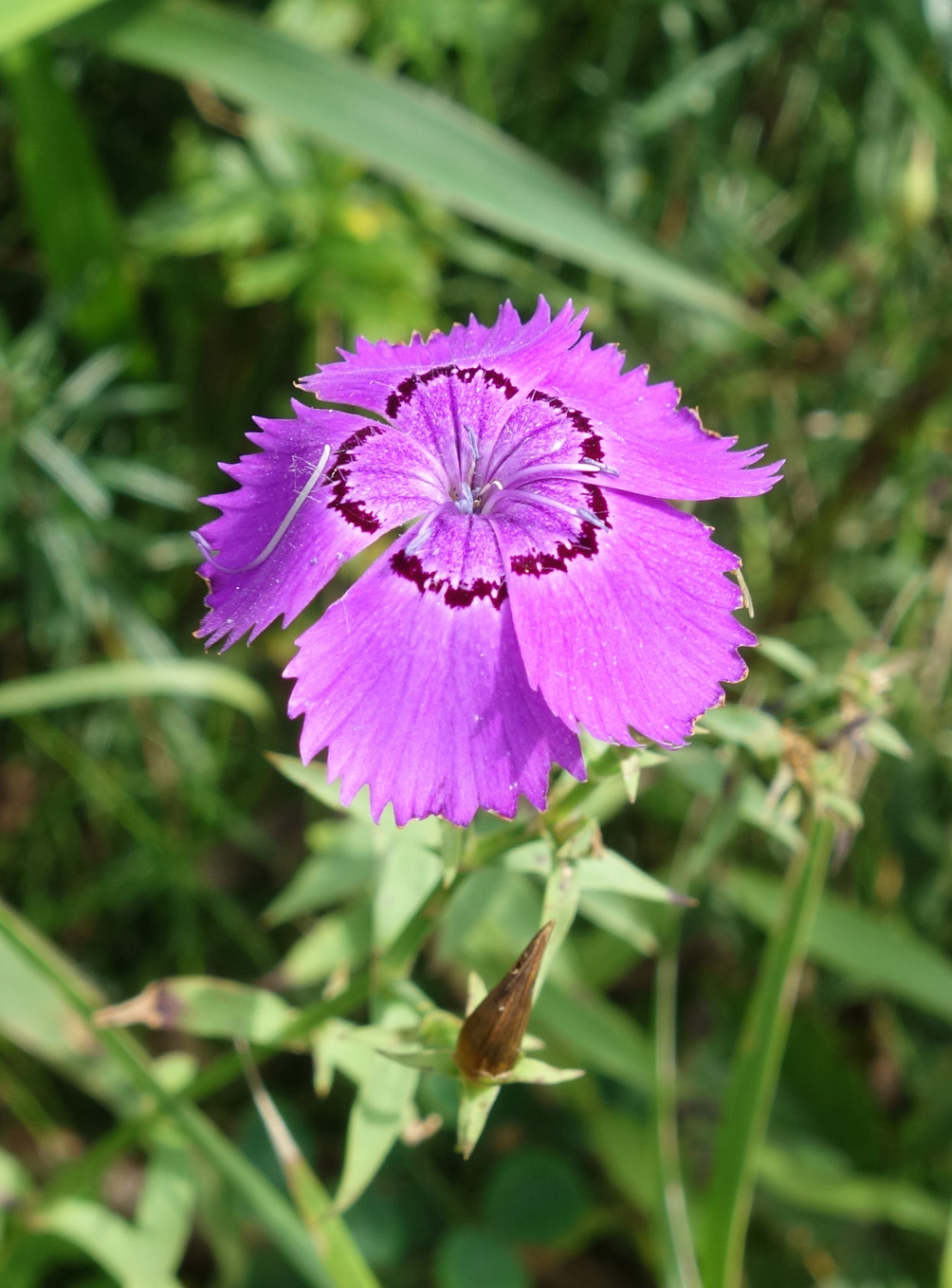 Изображение особи Dianthus chinensis.