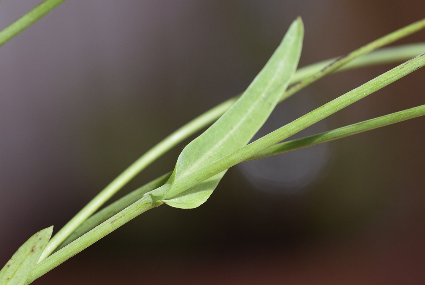 Изображение особи Reichardia picroides.