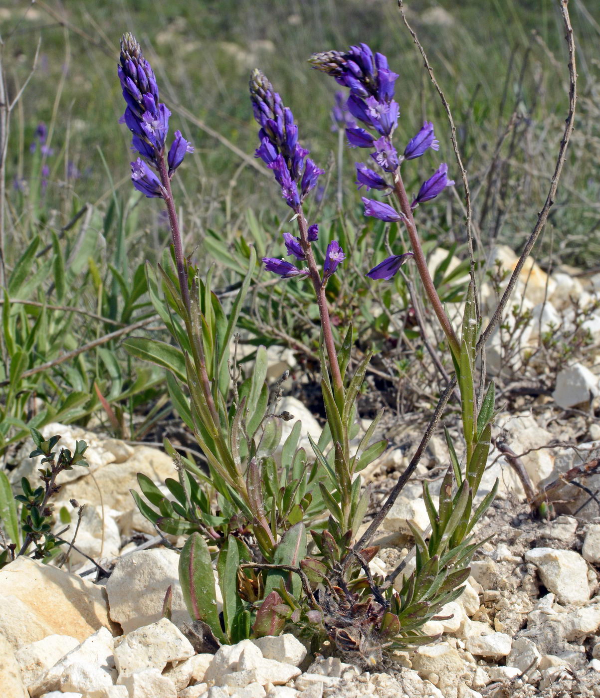 Изображение особи Polygala cretacea.