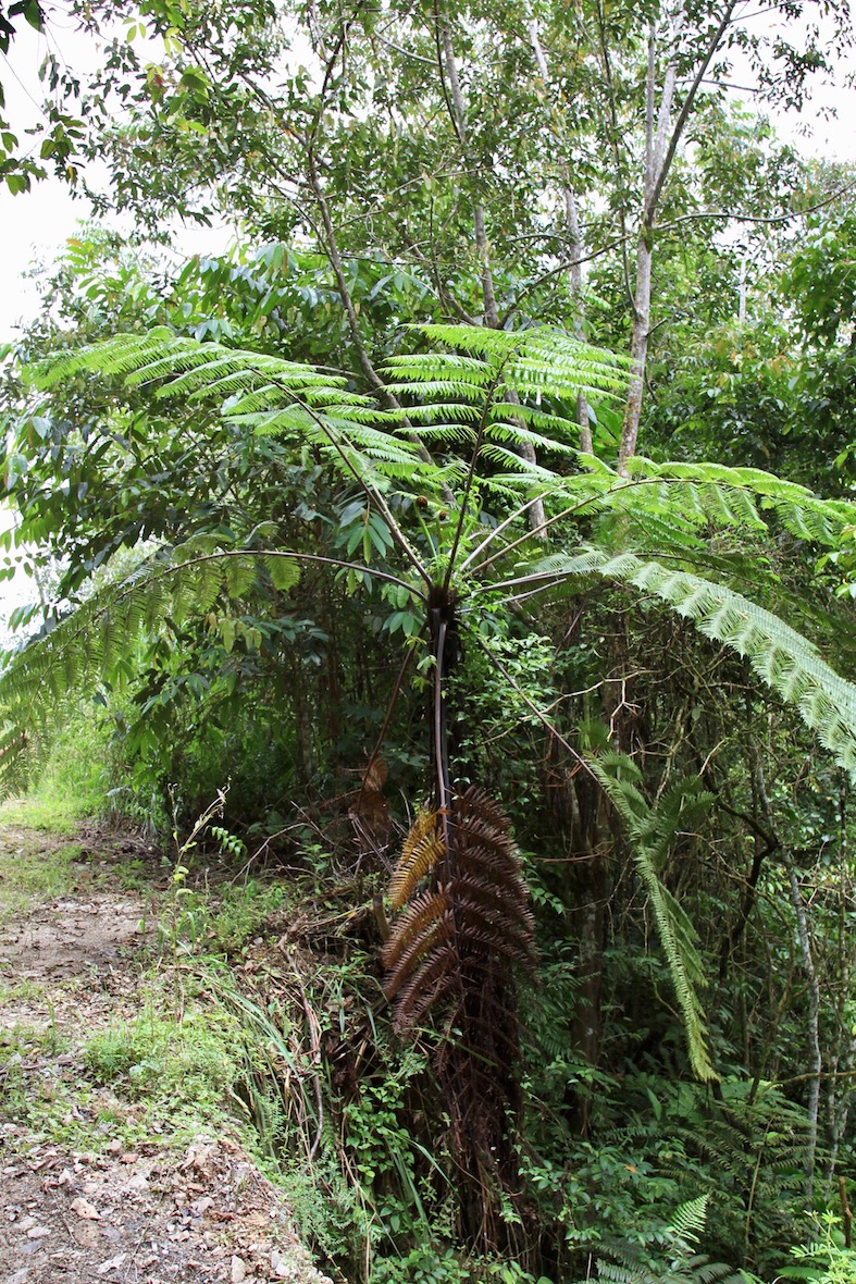 Image of Sphaeropteris glauca specimen.