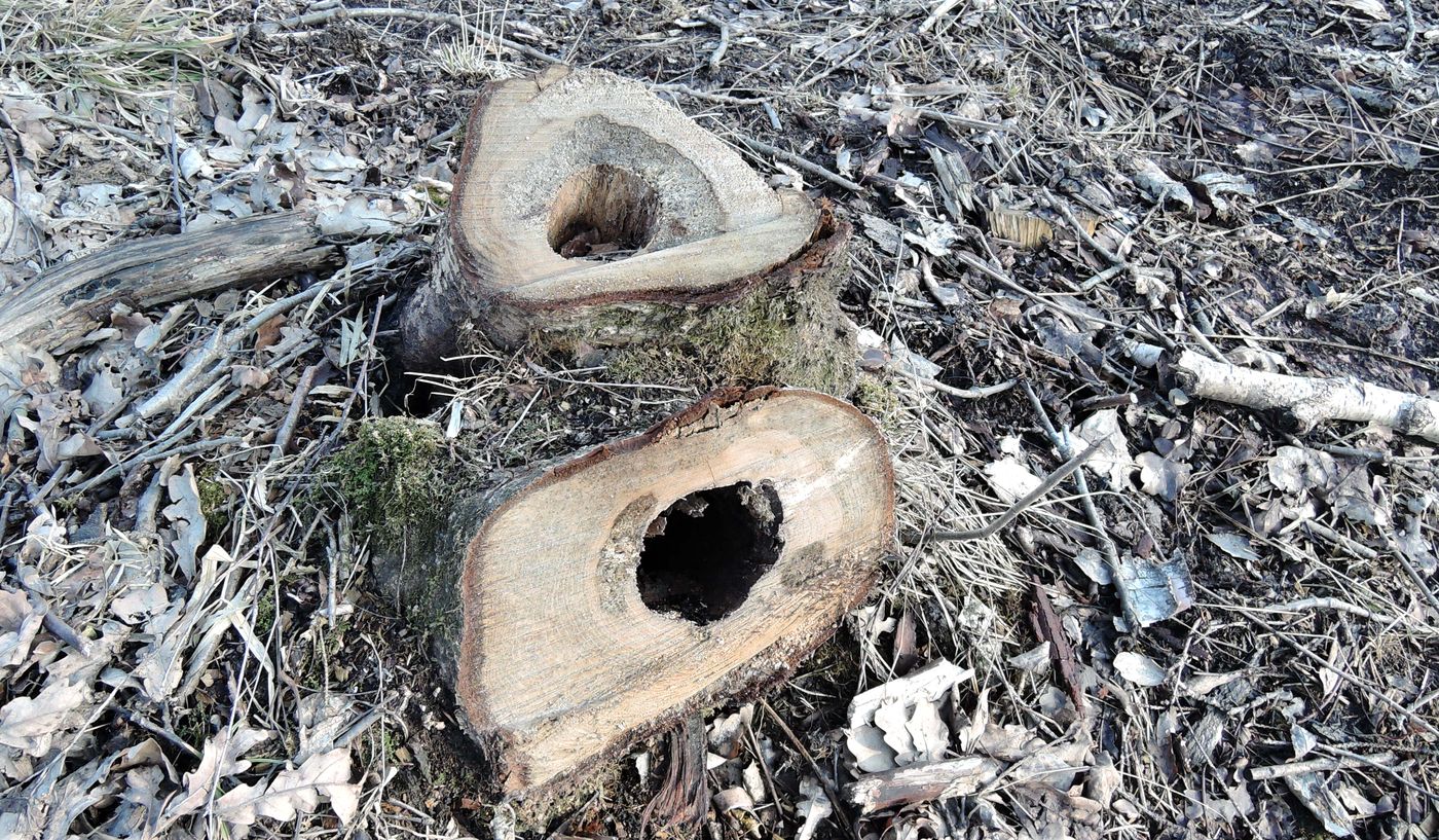 Image of Betula pendula specimen.