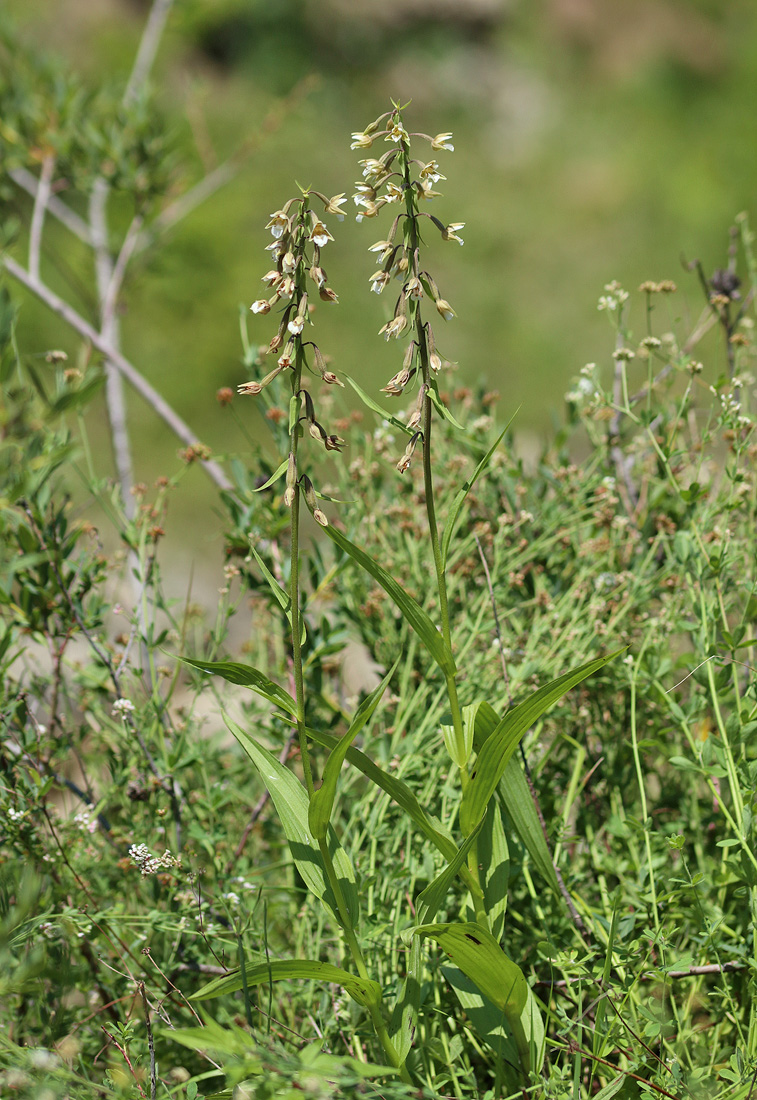 Image of Epipactis palustris specimen.