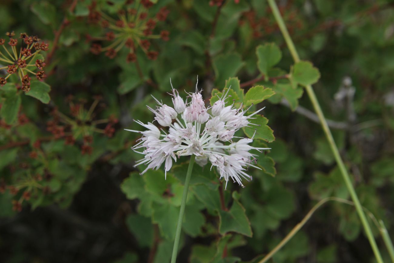 Image of genus Allium specimen.