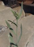 genus Centaurea