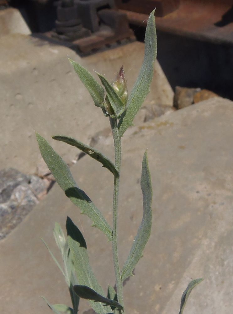 Изображение особи род Centaurea.