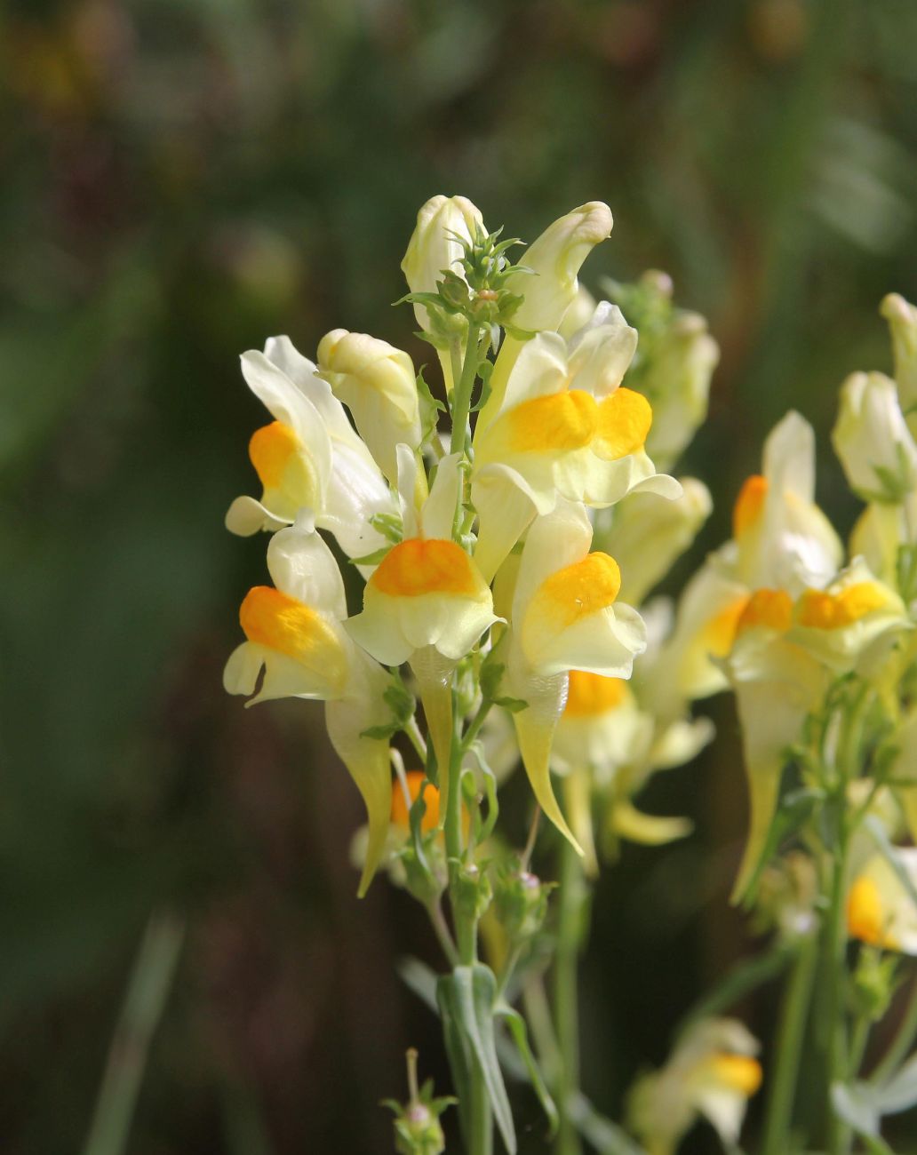 Изображение особи Linaria vulgaris.