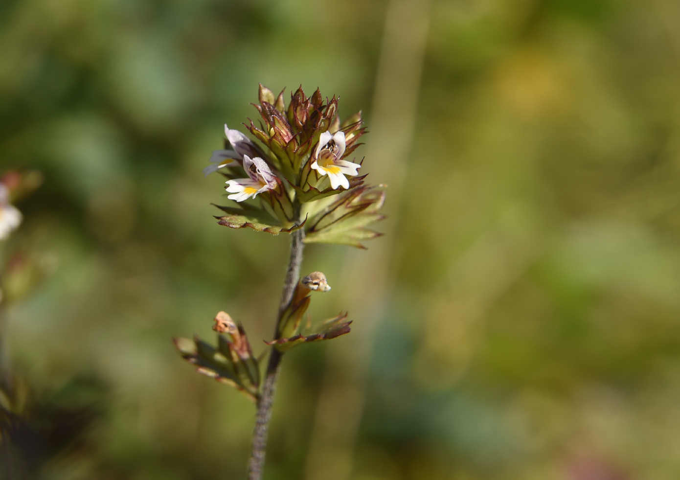 Изображение особи Euphrasia hyperborea.