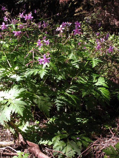 Изображение особи Geranium reuteri.