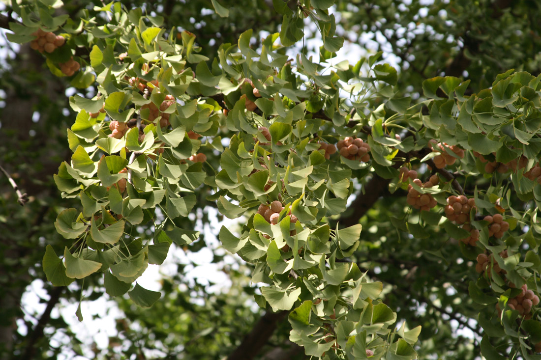 Image of Ginkgo biloba specimen.