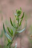 genus Onosma. Верхушка побега с соцветием в бутонах. Ростовская обл., Каменский р-н, окр. станицы Калитвенская, песчаная степь. 10.05.2020.