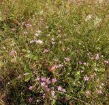 Dianthus deltoides