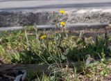 Sonchus tenerrimus