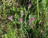 Oxytropis strobilacea. Цветущее растение. Иркутская обл., Иркутский р-н, р. Иркут, о. Беляева, луг. 13.06.2020.