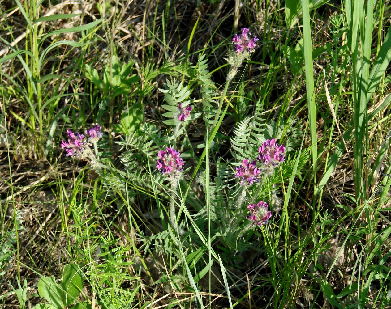 Изображение особи Oxytropis strobilacea.