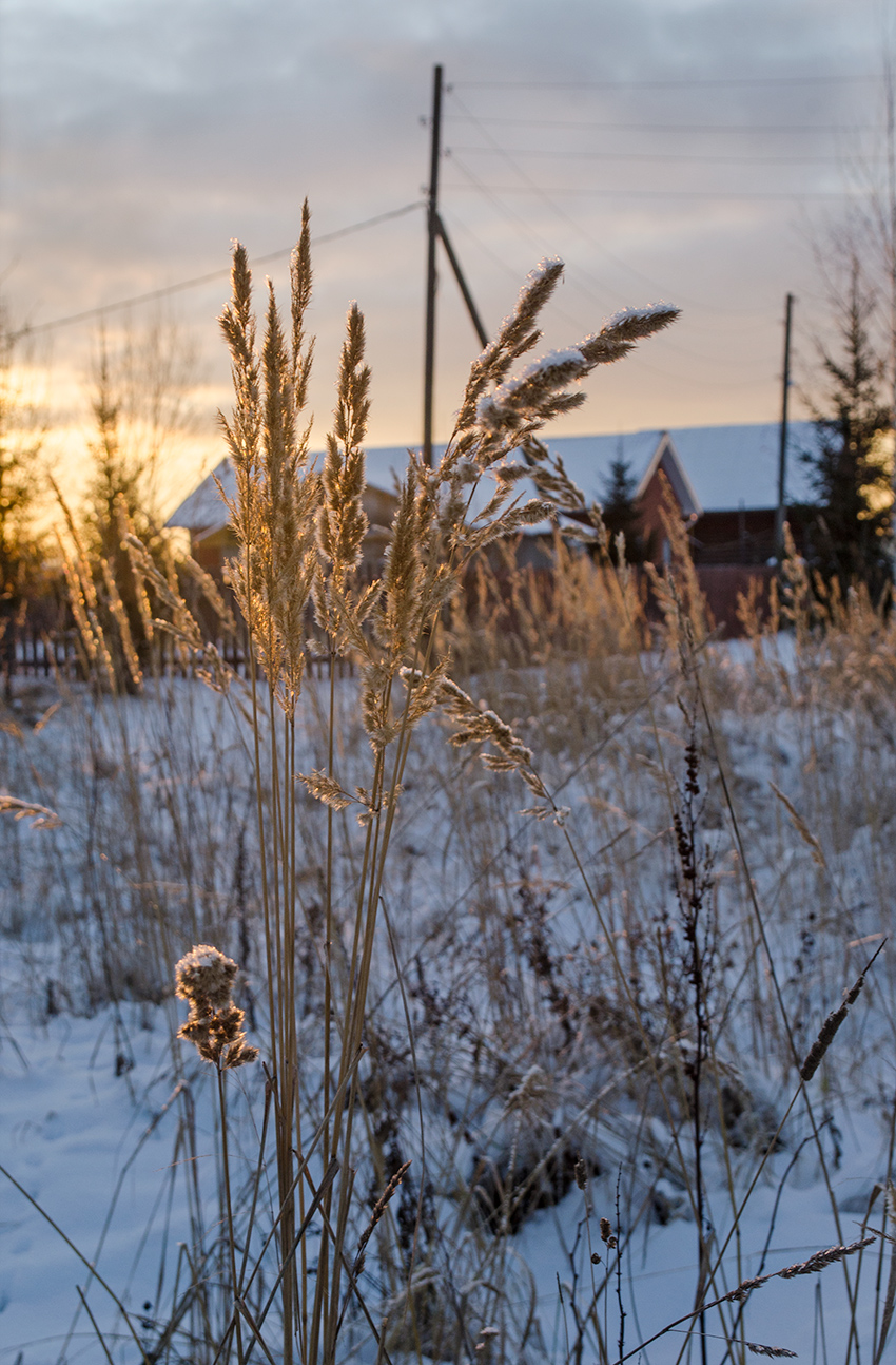 Изображение особи Calamagrostis epigeios.