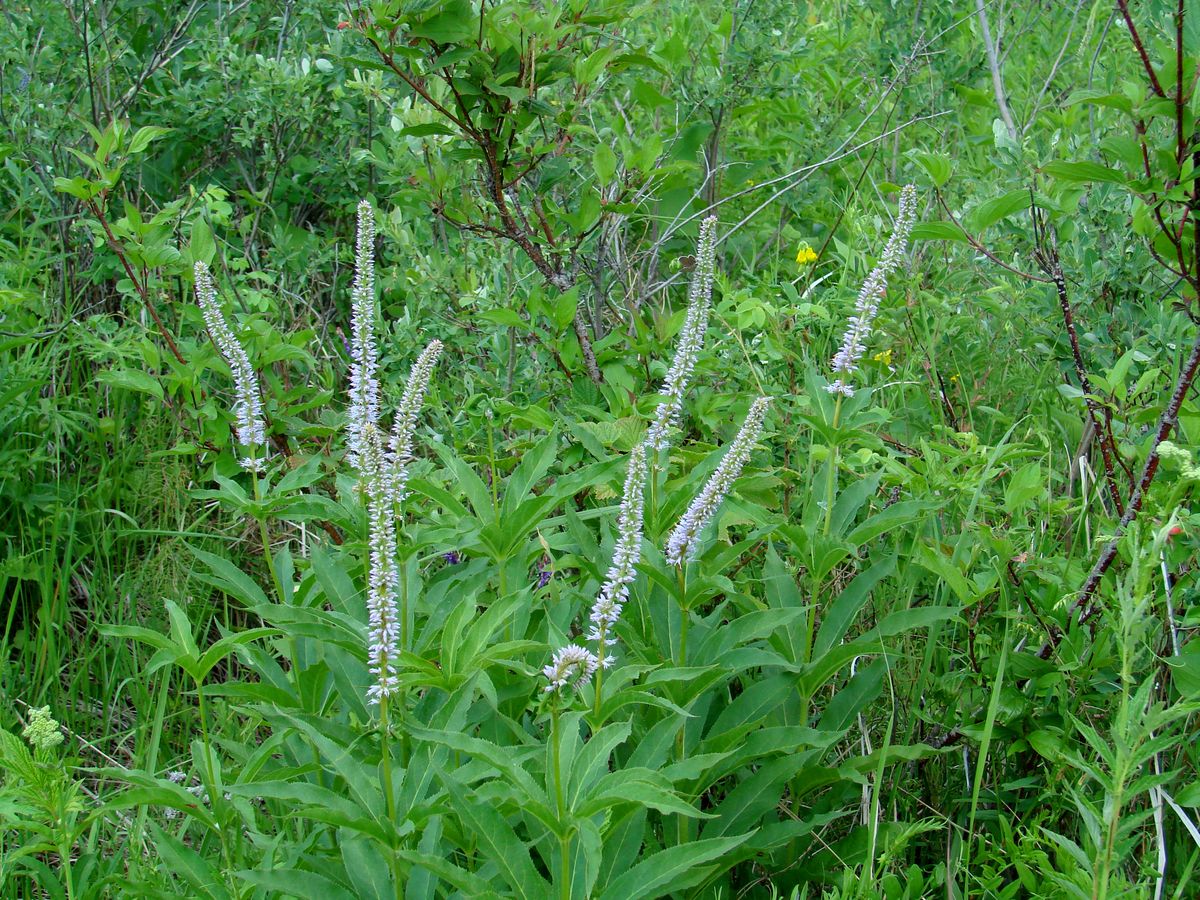 Изображение особи Veronicastrum sibiricum.