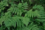 Dryopteris expansa. Вайи. Смоленская обл., Демидовский р-н, национальный парк \"Смоленское Поозерье\", побережье оз. Сапшо, смешанный лес. 15.08.2020.