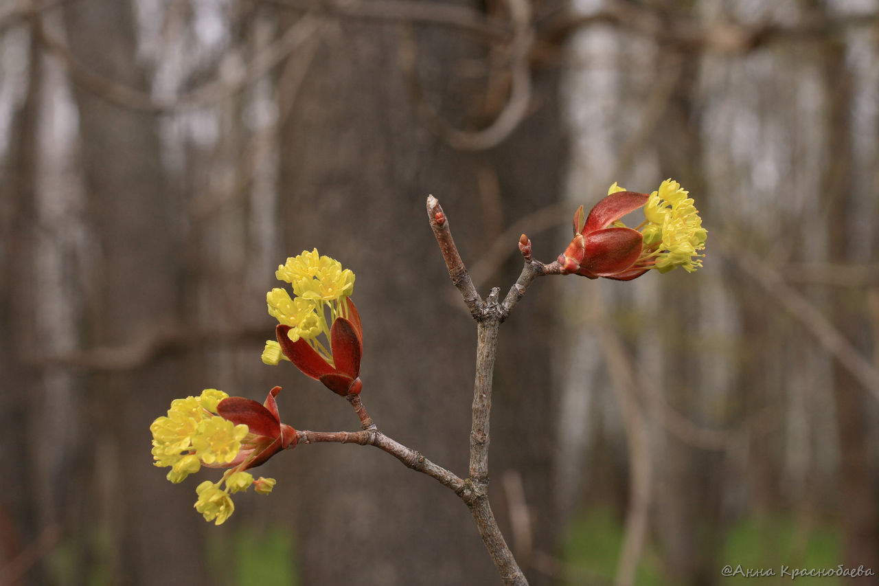 Image of Acer platanoides specimen.