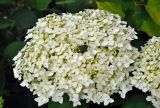 Hydrangea arborescens