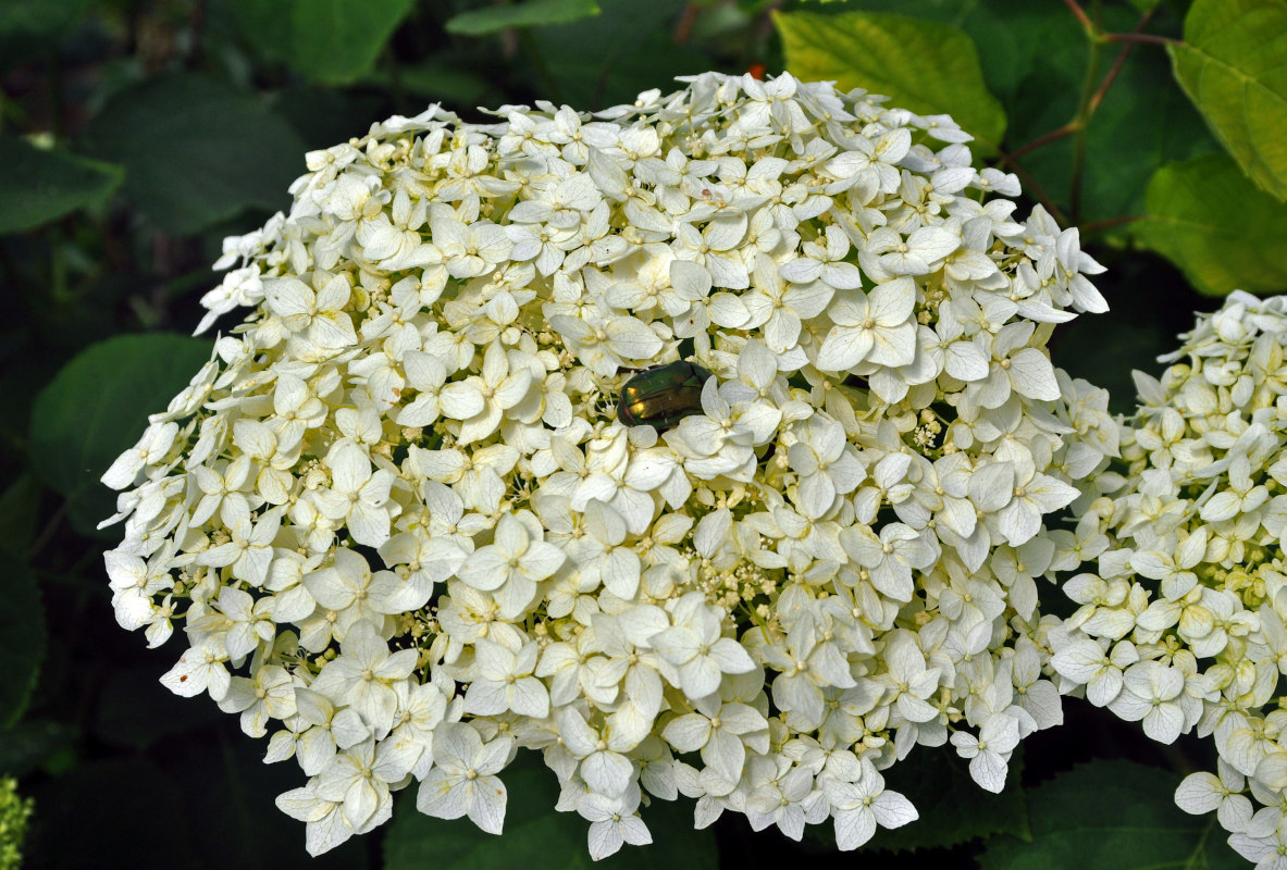 Image of Hydrangea arborescens specimen.