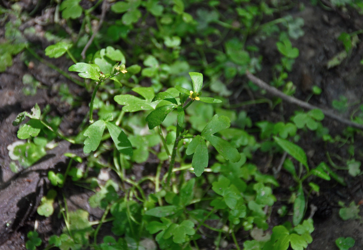 Изображение особи Ranunculus sceleratus.