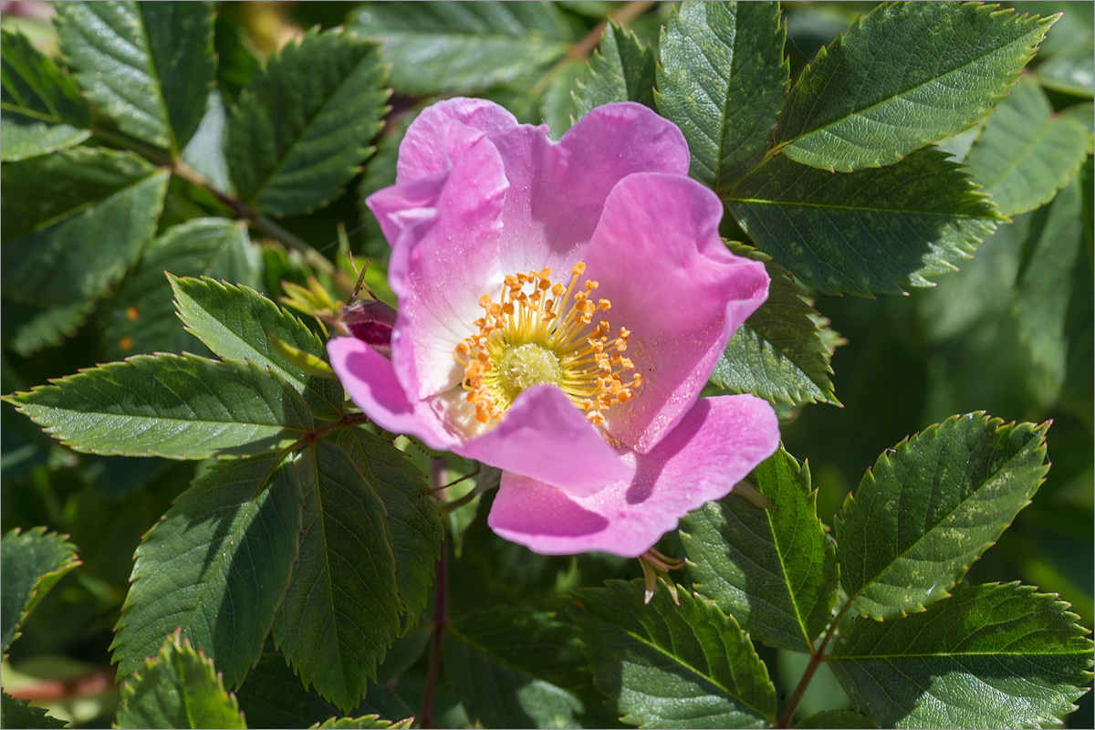 Image of Rosa subcanina specimen.