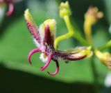Periploca graeca