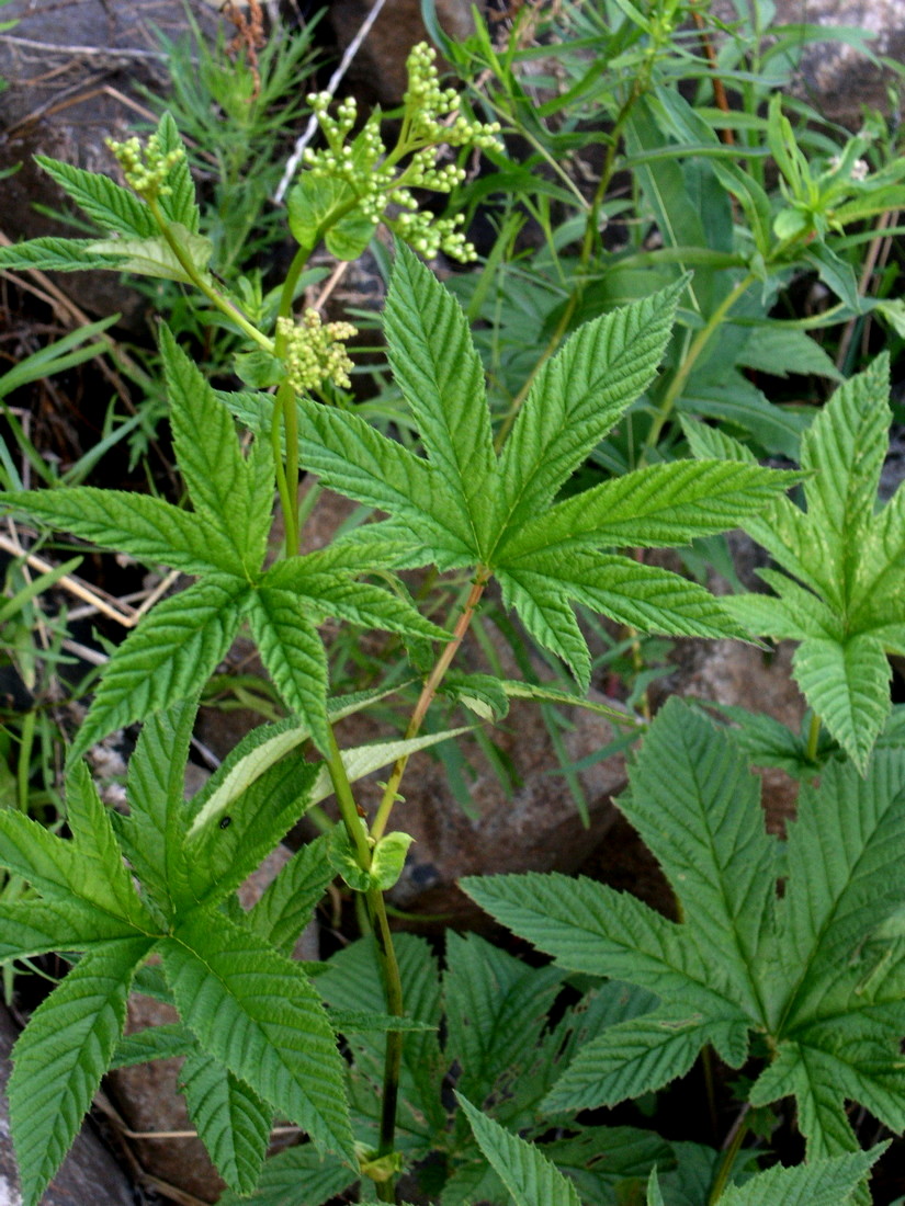 Image of Filipendula palmata specimen.