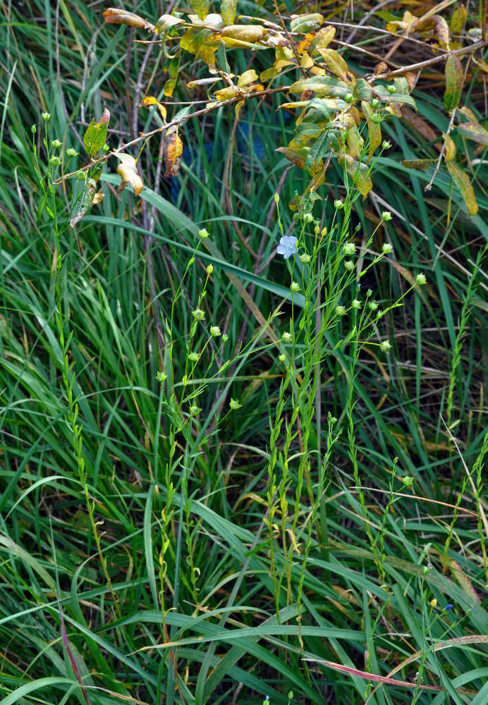 Image of Linum usitatissimum specimen.