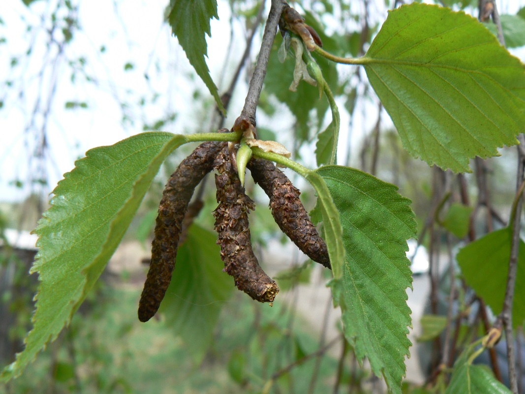 Image of Betula pendula specimen.