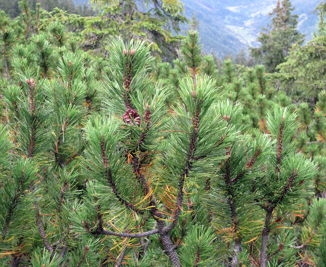 Image of Pinus mugo specimen.