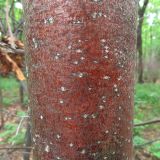 Tilia cordata