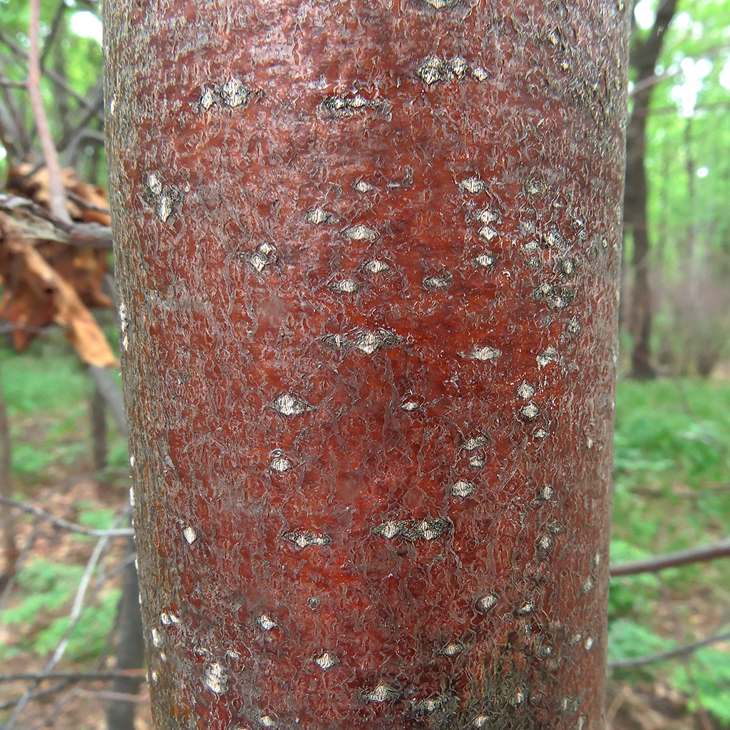 Image of Tilia cordata specimen.