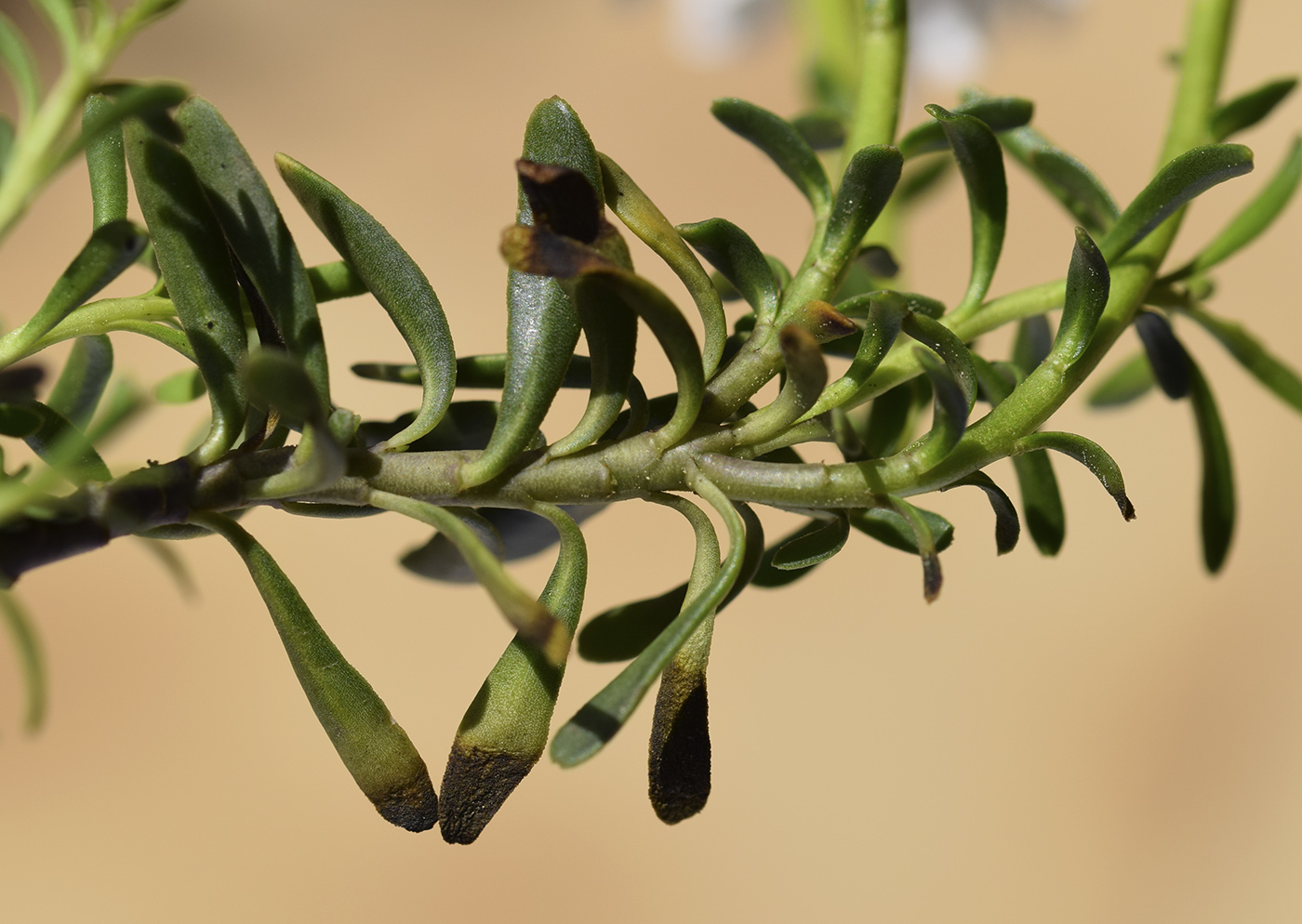 Изображение особи Iberis sempervirens.