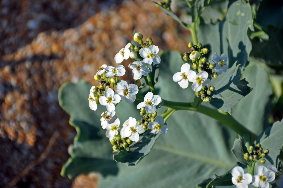 Изображение особи Crambe maritima.