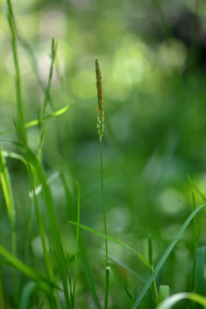 Image of Alopecurus aequalis specimen.