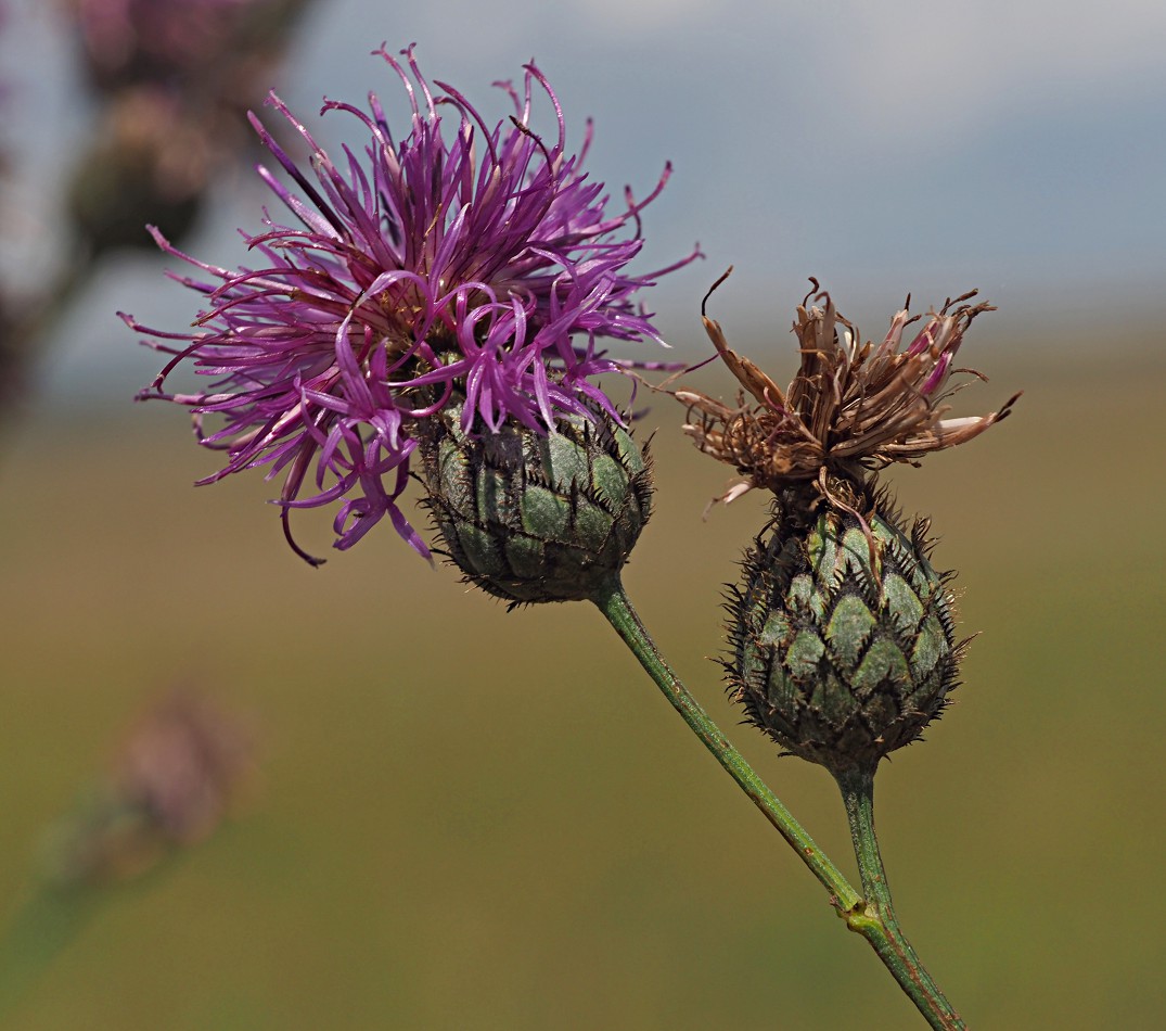 Изображение особи Centaurea scabiosa.