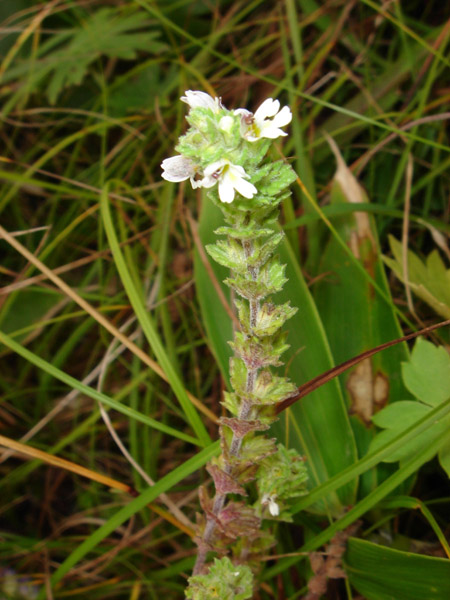 Изображение особи Euphrasia yesoensis.