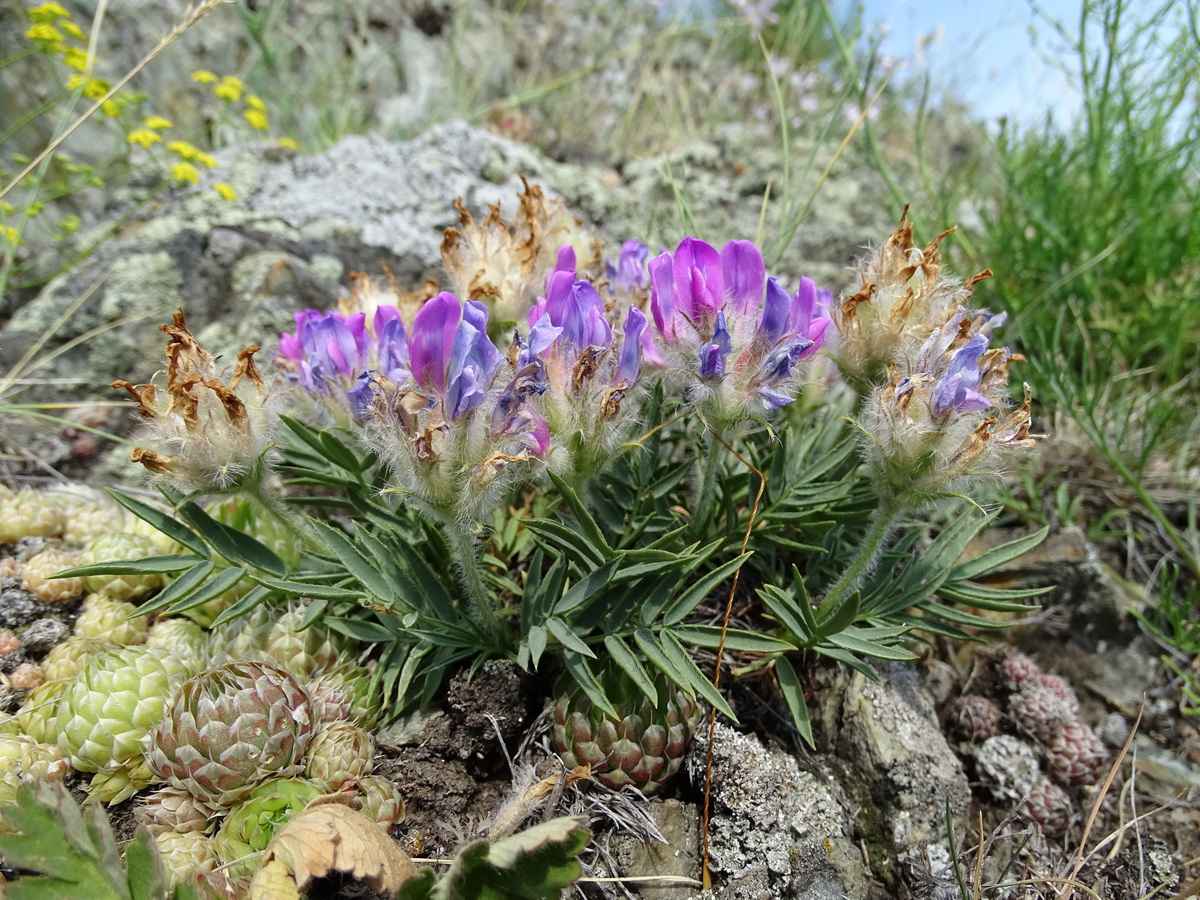 Изображение особи Oxytropis setosa.