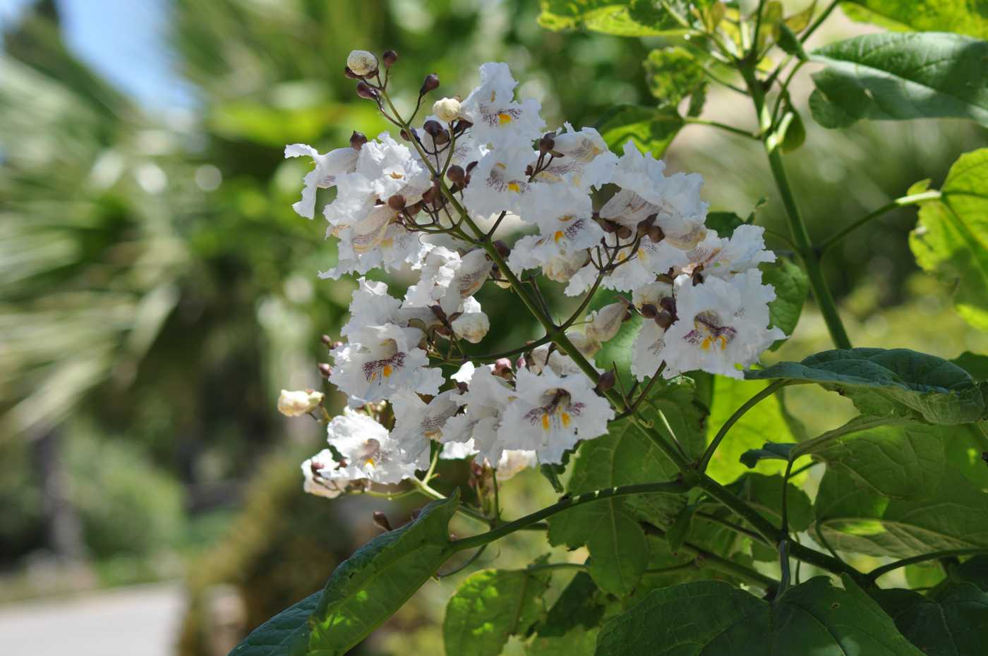 Image of Catalpa bignonioides specimen.