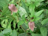 Clematis fusca