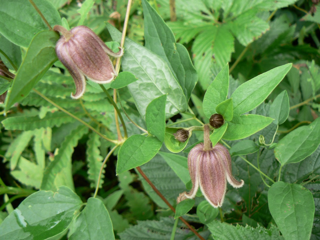 Image of Clematis fusca specimen.