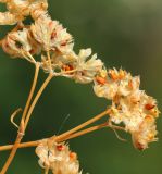 Valerianella pumila