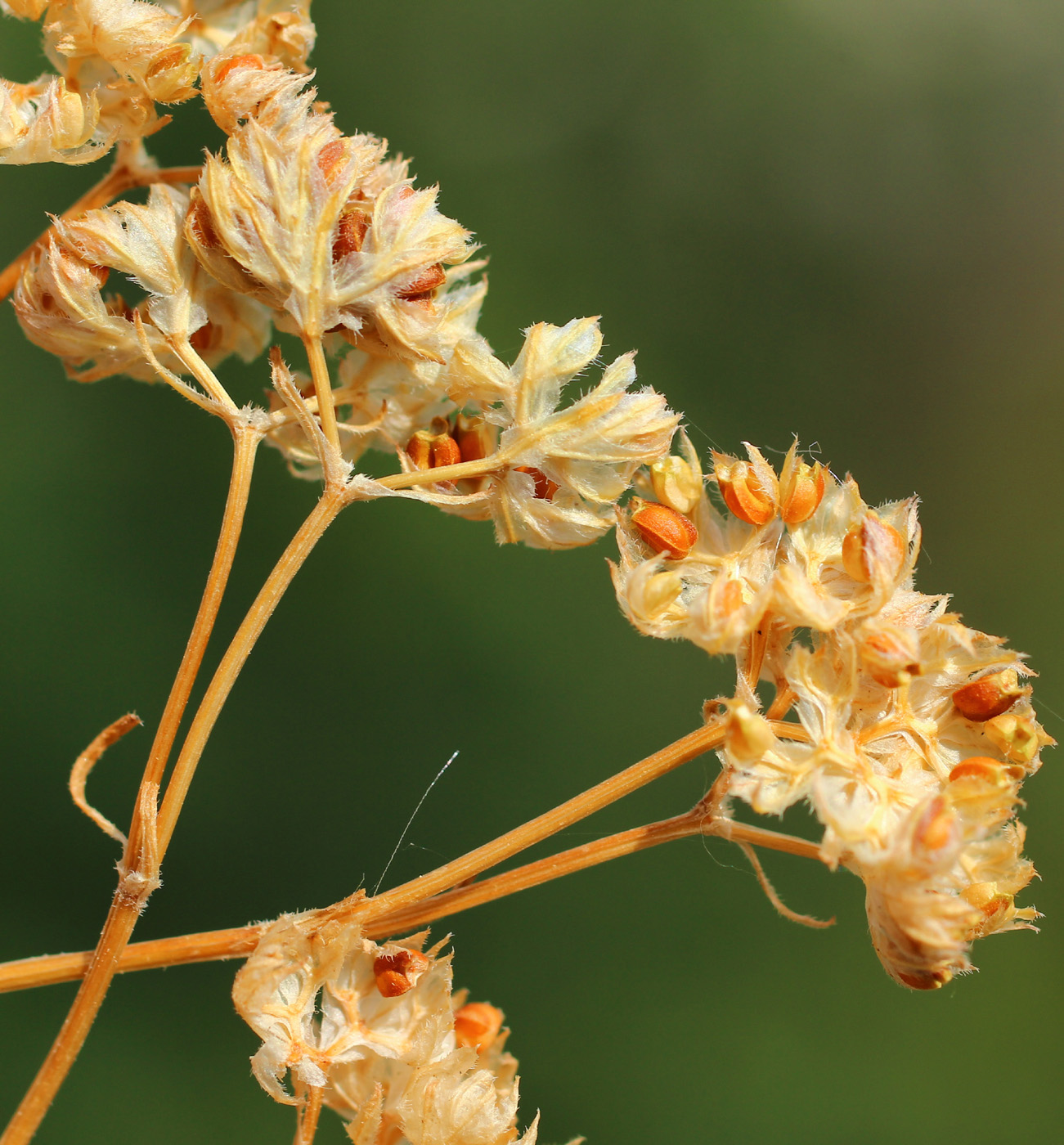 Image of Valerianella pumila specimen.