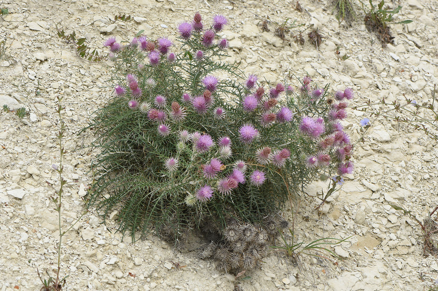 Изображение особи Lamyra echinocephala.