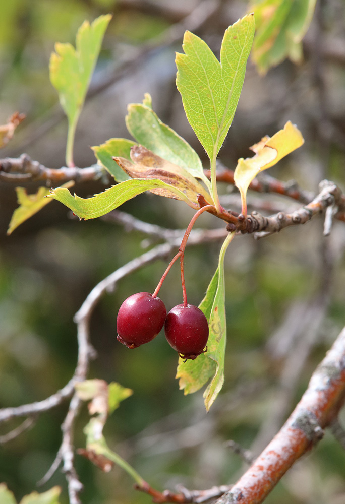 Image of Crataegus karadaghensis specimen.